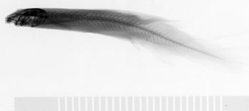 Media type: image;   Ichthyology 31578 Aspect: lateral